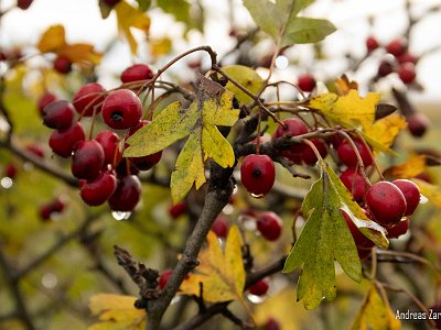 Herbst ZA (9) : Herbststimmung, Kamptal, Langenlois, Wachau, Wandern, Weinwanderweg