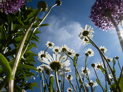 Blau 07 : Blumen, Blüten, FCA-Projekt2024, Garten, Herzogsdorf, Margariten, Zierlauch