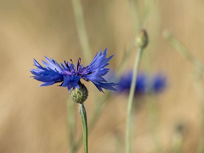 Blau 08 : FCA-20241114, FCA-Projekt2024, Feld, Herzogsdorf, Kornfeld, blau