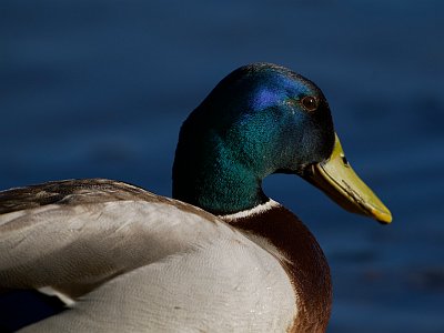 Blau 11