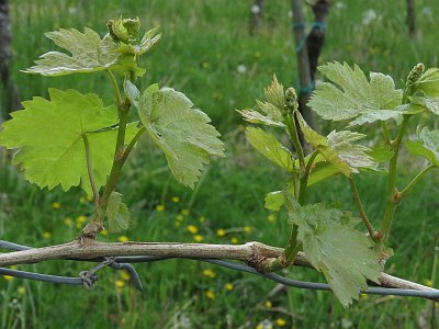 20240421 122407 Suedsteiermark AJ