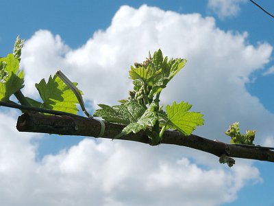 20240421 131619 01 Suedsteiermark AJ
