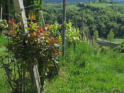 20240421 141330 Suedsteiermark AJ