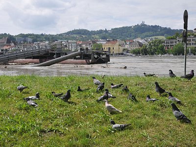 20240604 152232 Hochwasser Linz LP