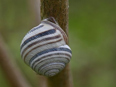 11 Ges DD Schneckenhaus