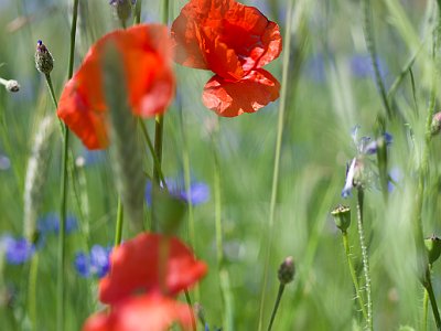 37 Rot NA 20251113 Z63 2118