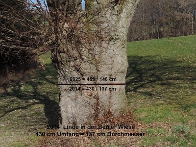 20 Linde in der Beulerwiese
