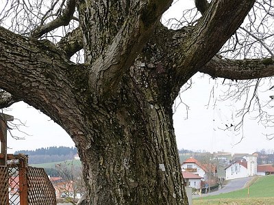 70 Nussbaum beim Fellner
