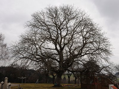 72 Nussbaum beim Fellner