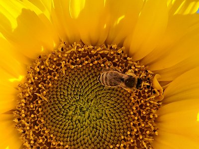 dorisgebeshuber (12)