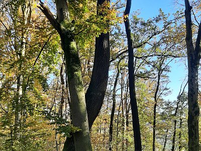 dorisgebeshuber (13)