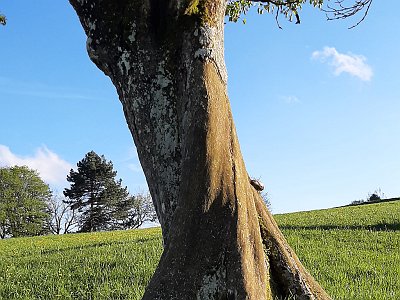 dorisgebeshuber (14)