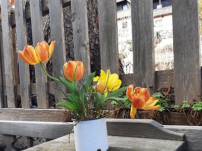 dorisgebeshuber (17)