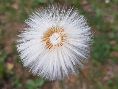 dorisgebeshuber (18)