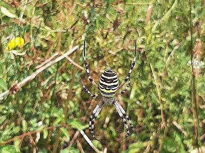 dorisgebeshuber (20)