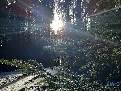 dorisgebeshuber (22)