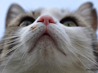 dorisgebeshuber (27) : Nikon