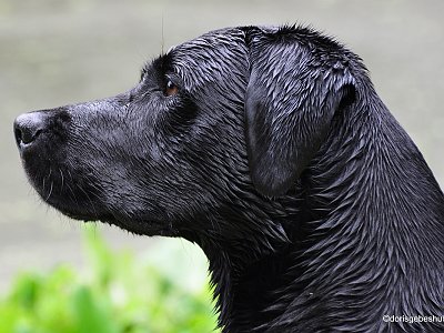 dorisgebeshuber (28)