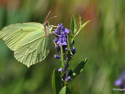 dorisgebeshuber (29)