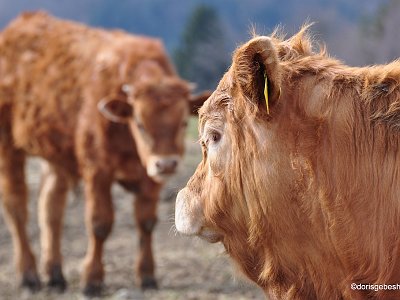 dorisgebeshuber (30) : Nikon