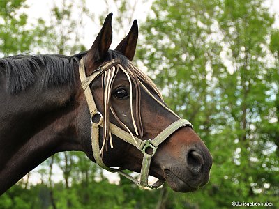dorisgebeshuber (32) : Pferde
