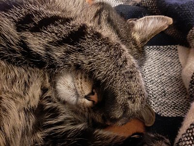 dorisgebeshuber (38)