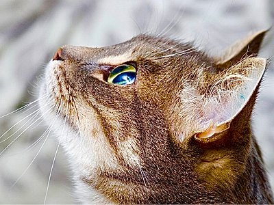 20250814 10 Galerie Humenberger  Screenshot