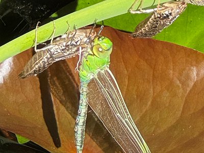 20250814 12 Galerie Humenberger