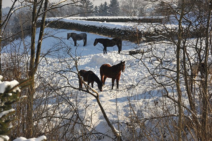 100130_175winterfotos.jpg